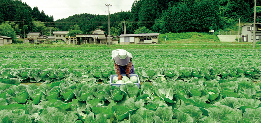 Nourishing Japan